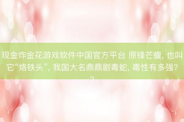 现金炸金花游戏软件中国官方平台 原锋芒蝮， 也叫它“烙铁头”， 我国大名鼎鼎剧毒蛇， 毒性有多强?